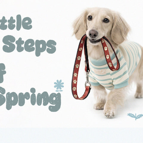 Little Steps of Spring